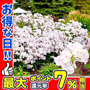 ดอกไม้การทำสวน